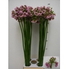 Allium Rosy Bells