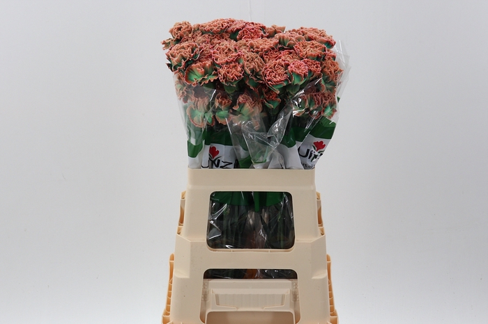 <h4>Di St Tinted Tropicana</h4>