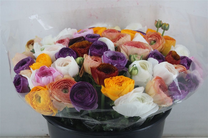 <h4>Ran Cloni Sup Mix</h4>