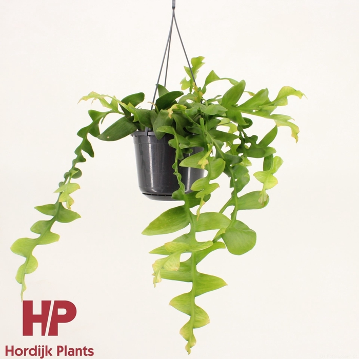 <h4>Epiphyllum</h4>