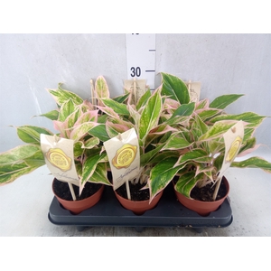 Aglaonema   ...