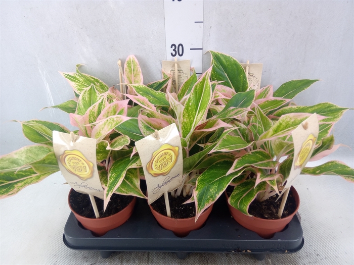 <h4>Aglaonema   ...</h4>