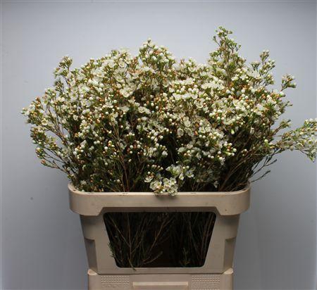 <h4>Chamelauc Dawn Pearl</h4>