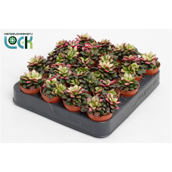 <h4>Annecampseros Tricolor</h4>