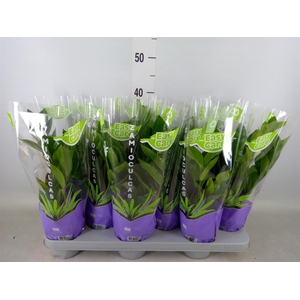 Zamioculcas zamiifolia