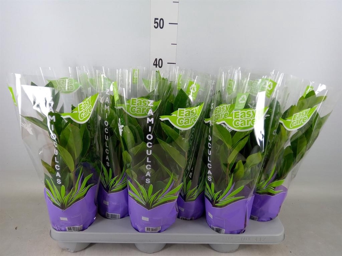 <h4>Zamioculcas zamiifolia</h4>