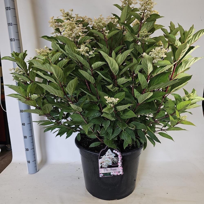 <h4>HYDR PANICULATA</h4>