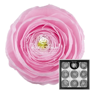 Ranunculus Pin99