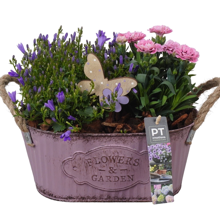 <h4>Arr.   Perkplanten L%</h4>