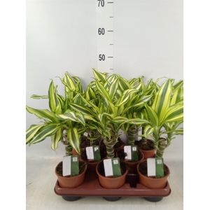 Dracaena frag. 'Yellow Coast'