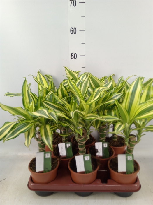 <h4>Dracaena frag. 'Yellow Coast'</h4>