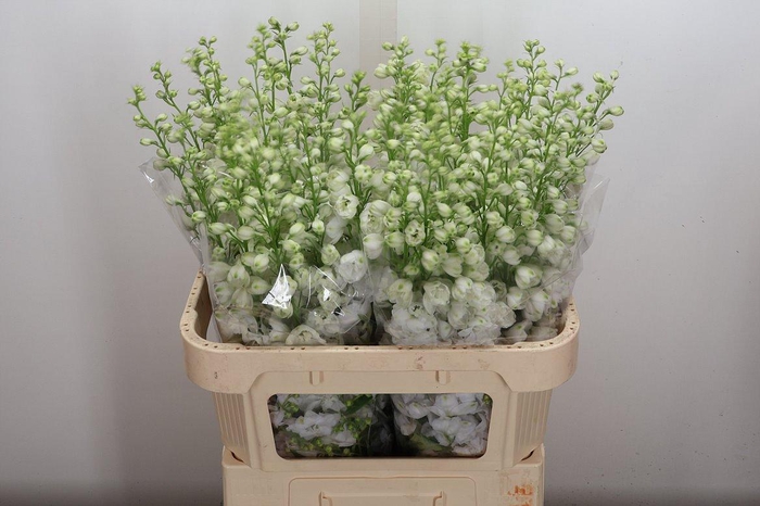 <h4>Delph Du Aurora White</h4>