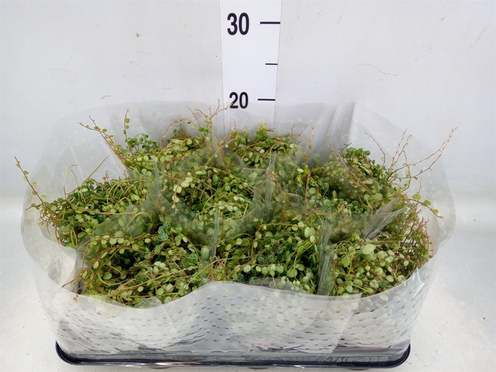 <h4>Peperomia pros.</h4>