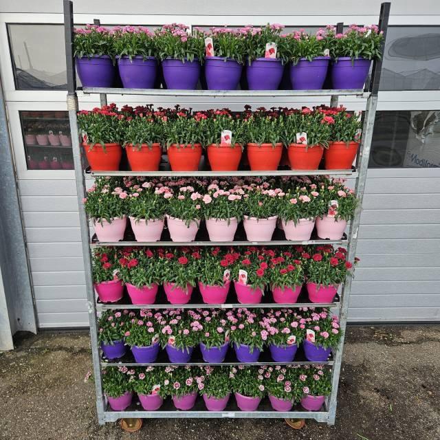 <h4>DIAN OSC GEM</h4>