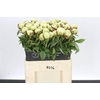 Paeonia Snow Princess