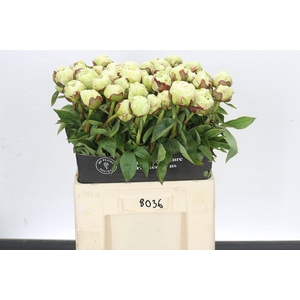 Paeonia Snow Princess