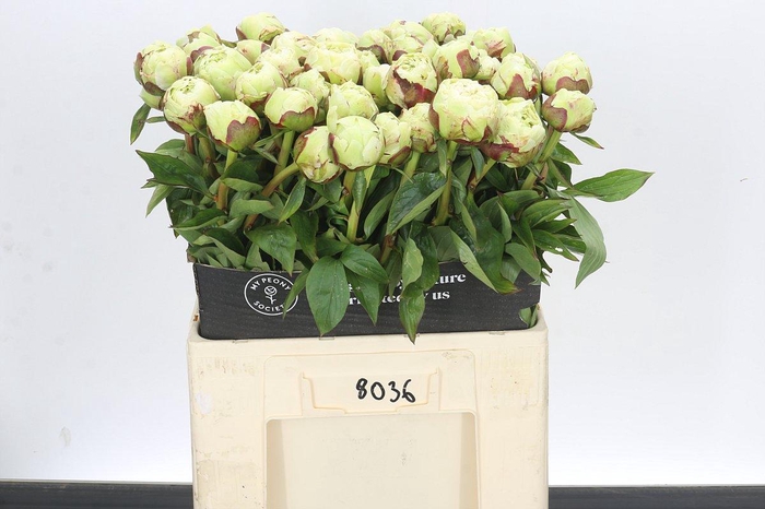 <h4>Paeonia Snow Princess</h4>