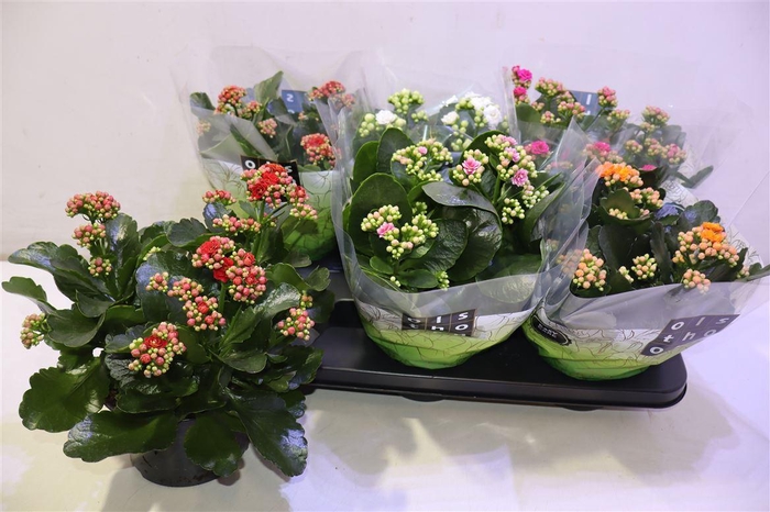 <h4>arr8 Kal Ge Gem 5 Kl</h4>