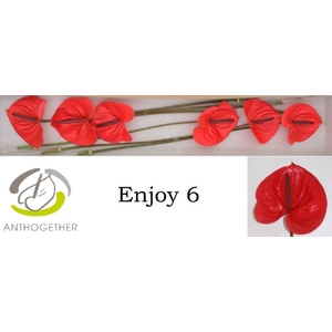 Anthurium Enjoy