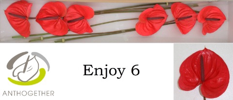 <h4>Anthurium Enjoy</h4>