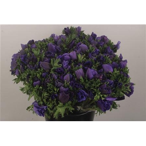 Anemone Fr. Blue