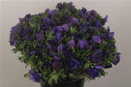 <h4>Anemone Fr. Blue</h4>
