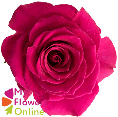 R Gr Hot Explorer Hot Pink 60cm EC