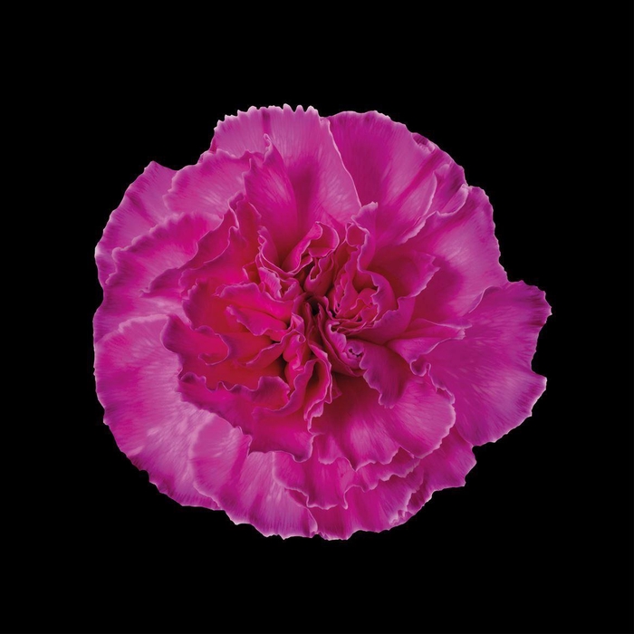 <h4>Dianthus St Cerise</h4>
