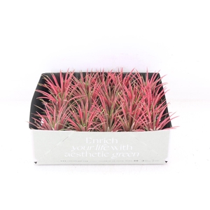 arr3 CP - Till. Ionantha rood x20