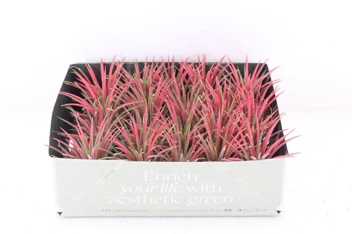 <h4>arr3 CP - Till. Ionantha rood x20</h4>