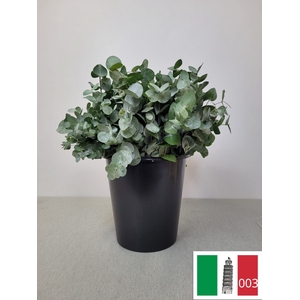 EUC CINEREA PER STEEL