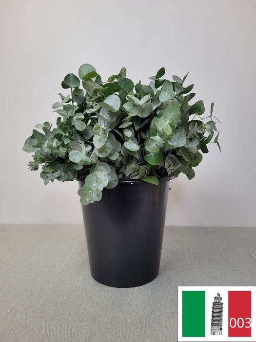 EUC CINEREA PER STEEL