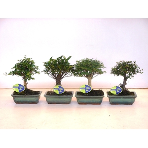 Bonsai mix, indoor, 20cm., broom, without drip tray