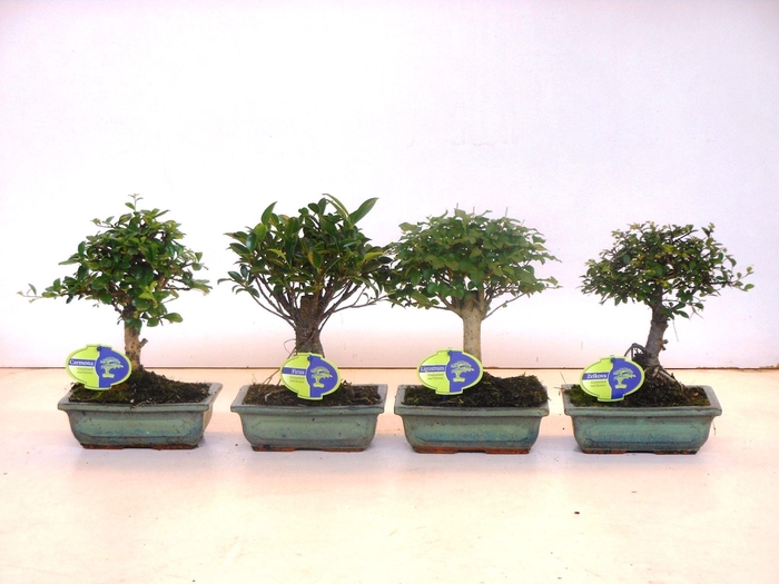 <h4>Bonsai mix, indoor, 20cm., broom, without drip tray</h4>