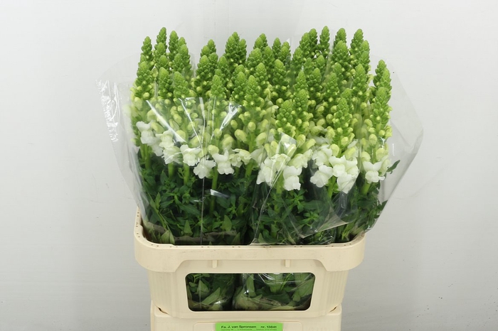 <h4>Antir Antibes White</h4>