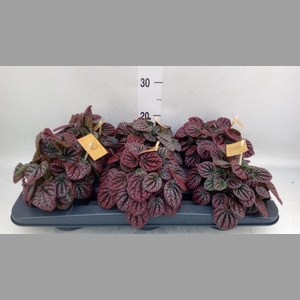 Peperomia