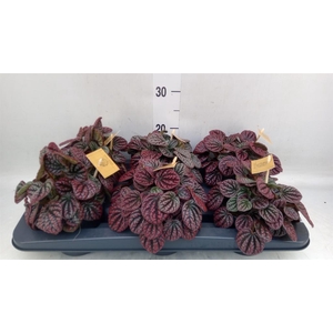 Peperomia