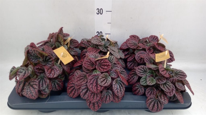 <h4>Peperomia</h4>