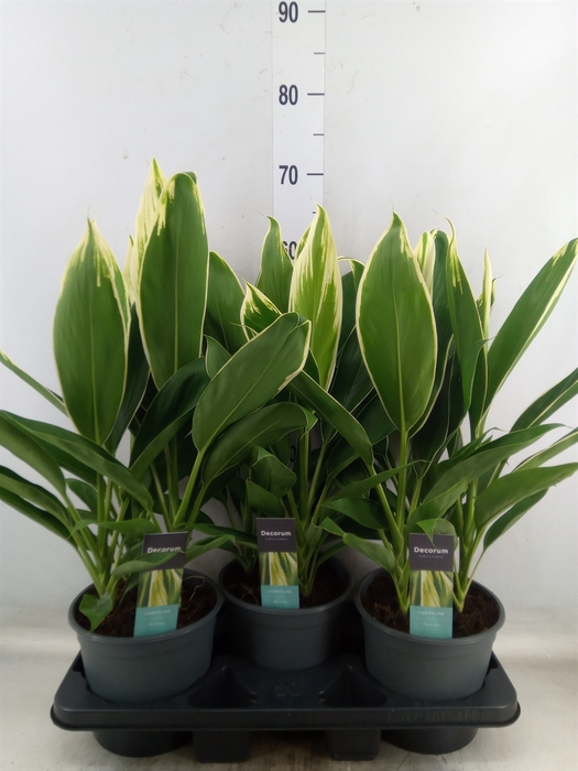 <h4>Cordyline fruti. 'Conga'</h4>