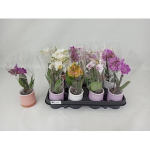 PHAL MINI
