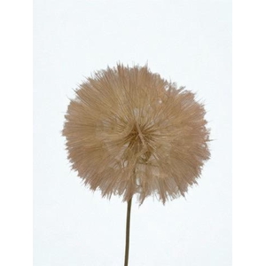 Dandelion Light pink d12x28h