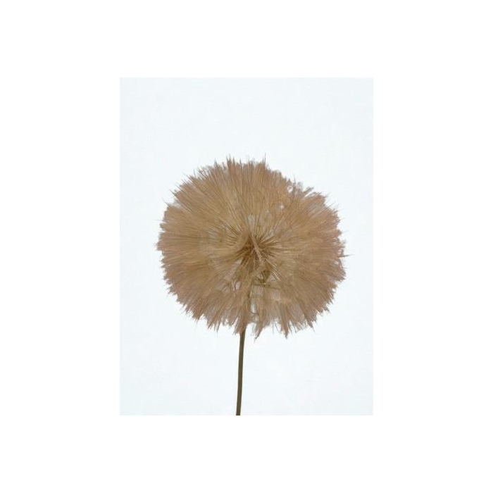 <h4>Dandelion Light pink d12x28h</h4>