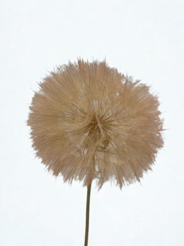 <h4>Dandelion Light pink d12x28h</h4>