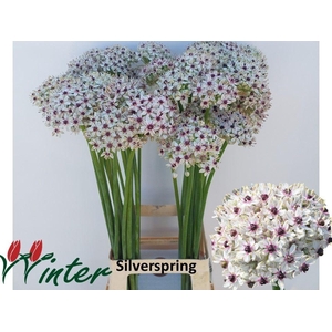 ALLIUM SILVERSPRING