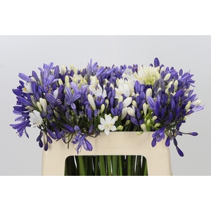 Agapanthus Mix