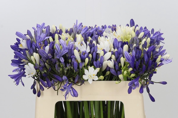<h4>Agapanthus Mix</h4>