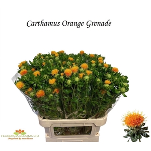 CARTH T ORANGE GRENA