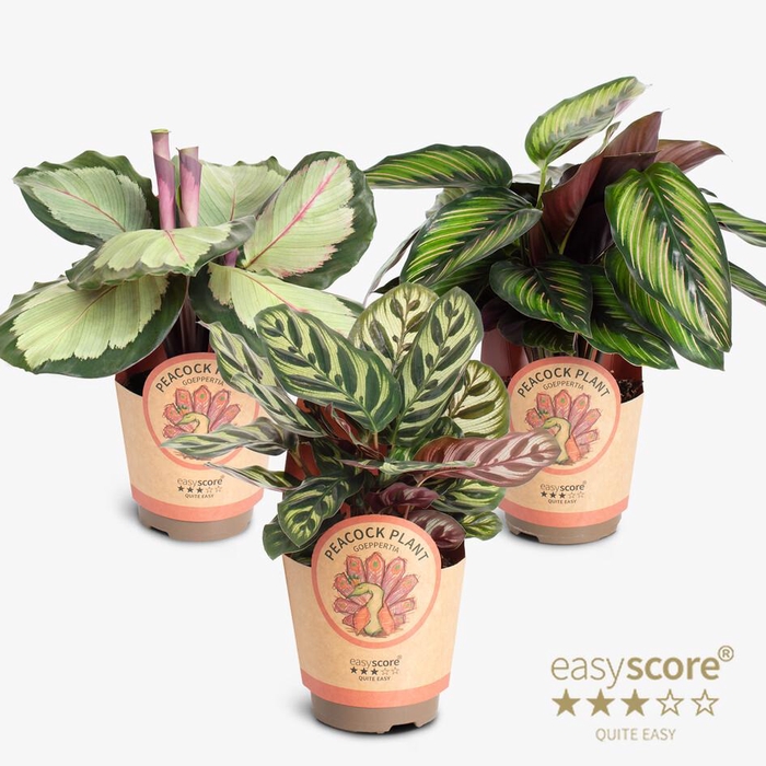 <h4>Calathea Collection p11</h4>