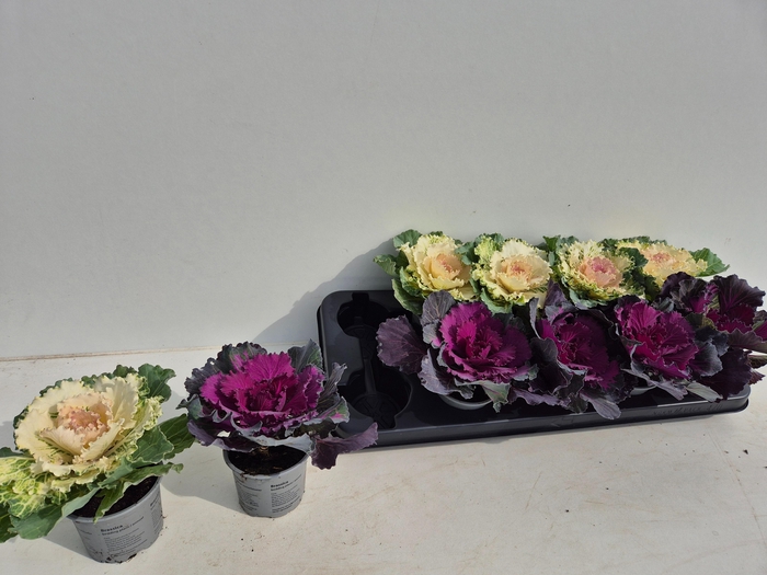 <h4>BRASSICA (SIERKOOL)</h4>