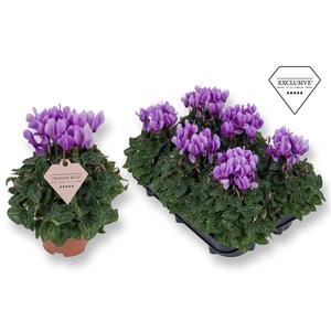 Cyclamen persicum a petite fleur 'Ssdblue001'